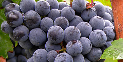 Cabernet-Franc