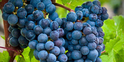 Cabernet-Sauvignon