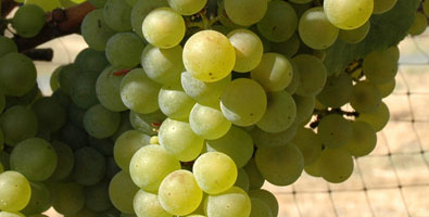 Chardonnay