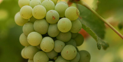 Chenin-Blanc