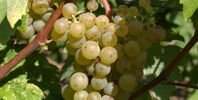 Malvasia-Bianca