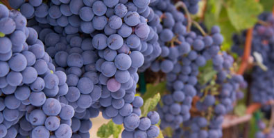 Merlot