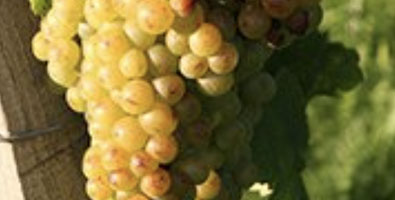 Muscar-Blanc