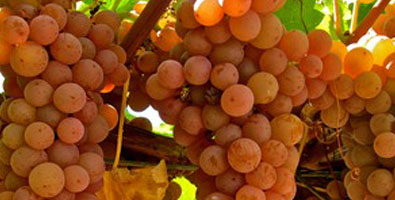 Orange-Muscat