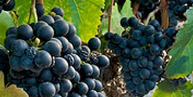 Petit-Verdot
