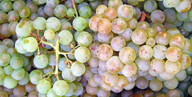 Pino-Blanc