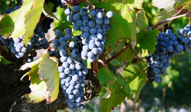 Texas Wine Grape Varietals – Texas Wine and Grape Growers Association